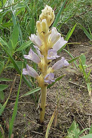 Phelipanche arenaria \ Sand-Sommerwurz / Wormwood Broomrape, D Mannheim 14.6.2007