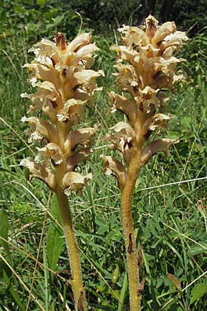 Orobanche alsatica subsp. alsatica \ Elssser Sommerwurz / Alsatian Broomrape, D Karlstadt 16.6.2007