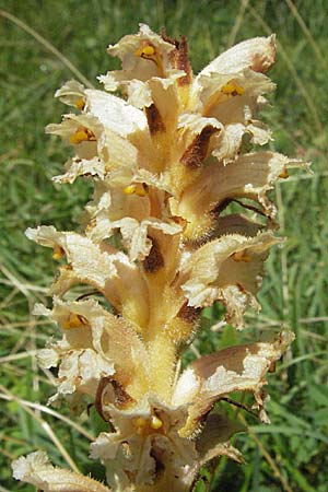 Orobanche alsatica subsp. alsatica \ Elssser Sommerwurz / Alsatian Broomrape, D Karlstadt 16.6.2007