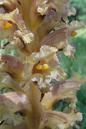 Orobanche alsatica subsp. alsatica \ Elssser Sommerwurz / Alsatian Broomrape, D Karlstadt 16.6.2007