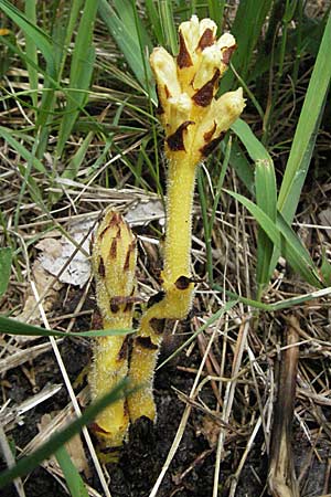 Orobanche alsatica subsp. alsatica \ Elssser Sommerwurz / Alsatian Broomrape, D Karlstadt 16.6.2007