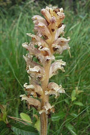 Orobanche teucrii \ Gamander-Sommerwurz / Germander Broomrape, D Karlstadt 16.6.2007