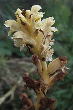 Orobanche reticulata subsp. pallidiflora \ Blassbltige Distel-Sommerwurz / Pale Thistle Broomrape, D Heidelberg 26.6.2007