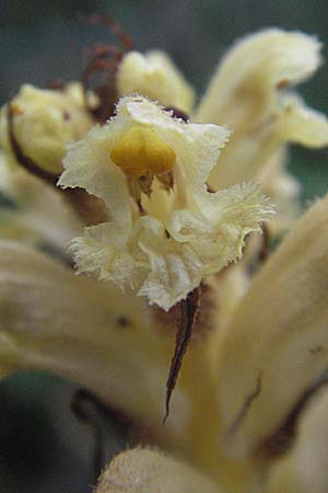Orobanche reticulata subsp. pallidiflora \ Blassbltige Distel-Sommerwurz / Pale Thistle Broomrape, D Heidelberg 26.6.2007