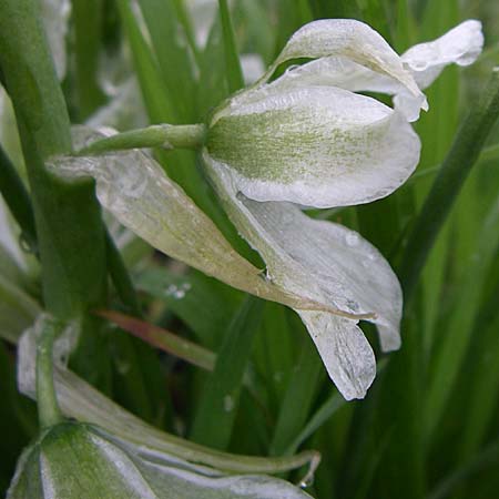 Ornithogalum nutans \ Nickender Milchstern / Drooping Star of Bethlehem, D Ingelheim 5.4.2008