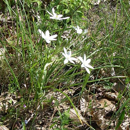 Ornithogalum angustifolium \ Schmalblttriger Milchstern / Narrow-Leaved Star of Bethlehem, D Waghäusel-Wiesental 3.5.2008