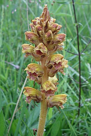 Orobanche gracilis \ Blutrote Sommerwurz / Slender Broomrape, D Hurlach 8.6.2008
