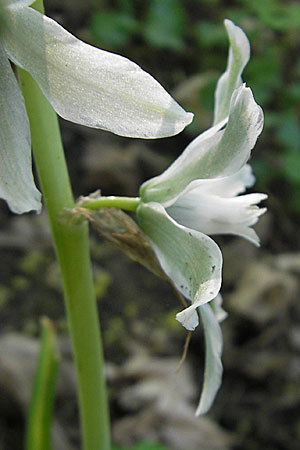 Ornithogalum nutans \ Nickender Milchstern / Drooping Star of Bethlehem, D Bad Nauheim 20.4.2009