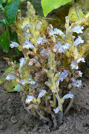 Phelipanche ramosa \ stige Sommerwurz / Hemp Broomrape, D Leutershausen 12.9.2008