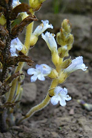 Phelipanche ramosa \ stige Sommerwurz / Hemp Broomrape, D Leutershausen 12.9.2008
