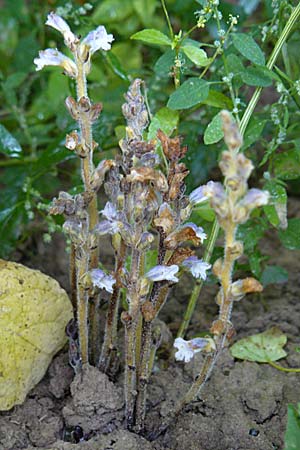 Phelipanche ramosa \ stige Sommerwurz / Hemp Broomrape, D Leutershausen 12.9.2008