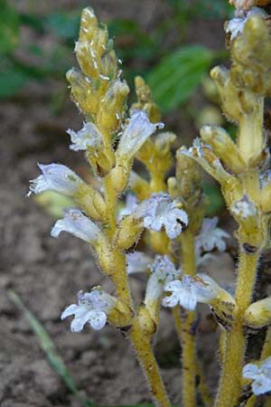 Phelipanche ramosa \ stige Sommerwurz / Hemp Broomrape, D Leutershausen 12.9.2008