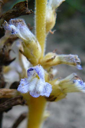 Phelipanche ramosa \ stige Sommerwurz / Hemp Broomrape, D Leutershausen 19.9.2008