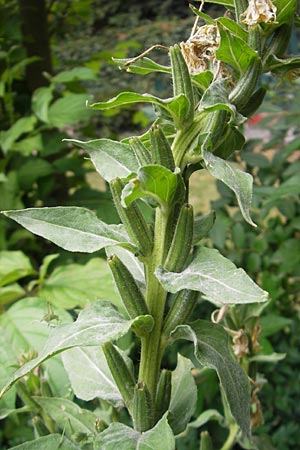 Oenothera spec1 ? \ Nachtkerze / Evening Primrose, D Mannheim 10.7.2011
