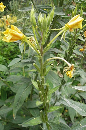 Oenothera spec1 ? \ Nachtkerze / Evening Primrose, D Mannheim 10.7.2011