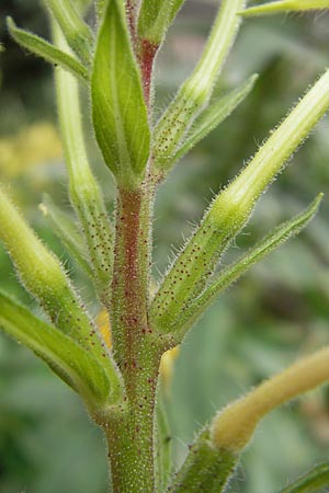 Oenothera spec1 ? \ Nachtkerze / Evening Primrose, D Mannheim 10.7.2011