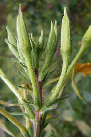Oenothera spec1 ? \ Nachtkerze / Evening Primrose, D Mannheim 10.7.2011