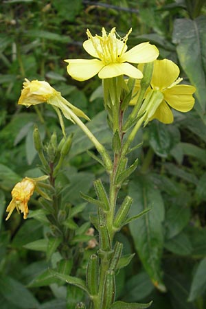 Oenothera spec1 ? \ Nachtkerze / Evening Primrose, D Mannheim 10.7.2011