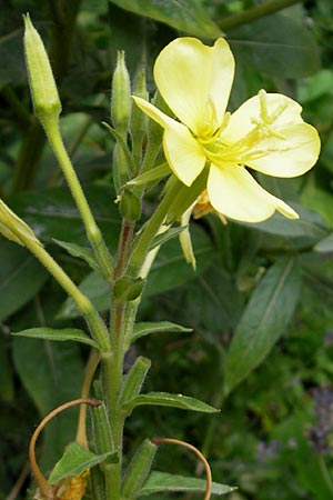 Oenothera spec1 ? \ Nachtkerze / Evening Primrose, D Mannheim 10.7.2011