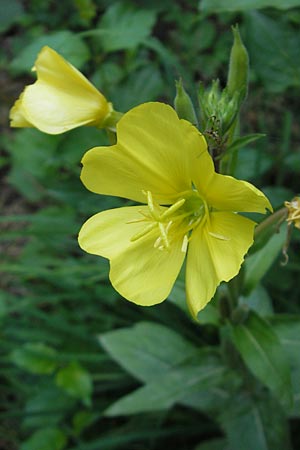Oenothera spec1 ? \ Nachtkerze / Evening Primrose, D Mannheim 19.7.2011