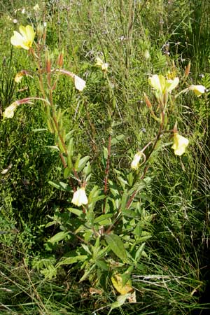 Oenothera x albivelutina \ Wei&szlig;schleier-Nachtkerze / White Veil Evening Primrose, D Graben-Neudorf 23.7.2011
