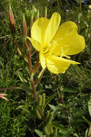 Oenothera x albivelutina \ Wei&szlig;schleier-Nachtkerze / White Veil Evening Primrose, D Graben-Neudorf 23.7.2011