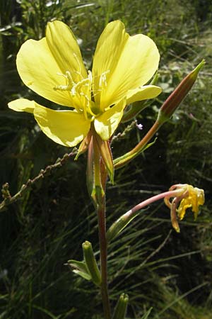 Oenothera x albivelutina \ Wei&szlig;schleier-Nachtkerze / White Veil Evening Primrose, D Graben-Neudorf 23.7.2011