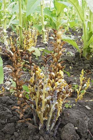 Phelipanche ramosa \ stige Sommerwurz / Hemp Broomrape, D Kehl 7.9.2011