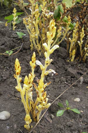 Phelipanche ramosa \ stige Sommerwurz / Hemp Broomrape, D Kehl 7.9.2011