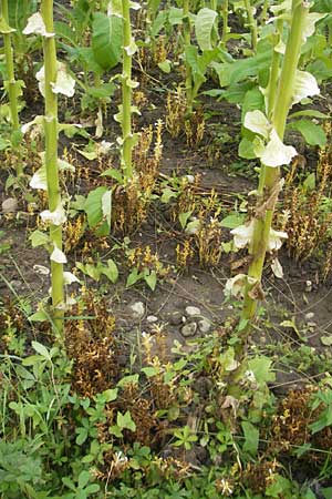 Phelipanche ramosa \ stige Sommerwurz / Hemp Broomrape, D Kehl 7.9.2011