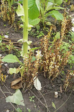 Phelipanche ramosa \ stige Sommerwurz / Hemp Broomrape, D Kehl 7.9.2011