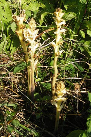 Orobanche reticulata subsp. pallidiflora \ Blassbltige Distel-Sommerwurz / Pale Thistle Broomrape, D Rhön, Ehrenberg 27.7.2013
