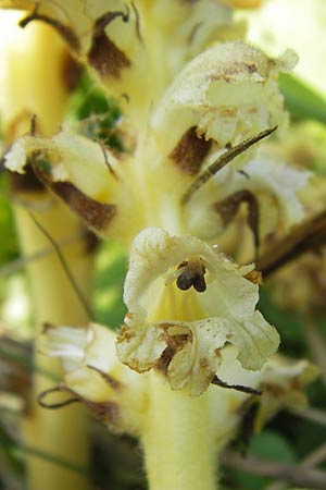 Orobanche reticulata subsp. pallidiflora \ Blassbltige Distel-Sommerwurz / Pale Thistle Broomrape, D Rhön, Ehrenberg 27.7.2013
