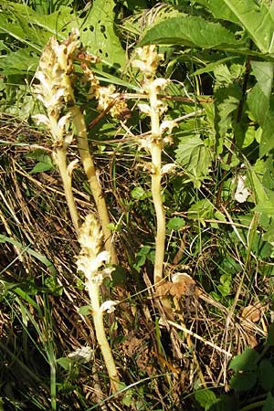 Orobanche reticulata subsp. pallidiflora \ Blassbltige Distel-Sommerwurz / Pale Thistle Broomrape, D Rhön, Ehrenberg 27.7.2013