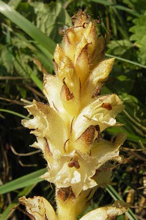 Orobanche reticulata subsp. pallidiflora \ Blassbltige Distel-Sommerwurz / Pale Thistle Broomrape, D Rhön, Ehrenberg 27.7.2013