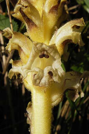Orobanche reticulata subsp. pallidiflora \ Blassbltige Distel-Sommerwurz / Pale Thistle Broomrape, D Rhön, Ehrenberg 27.7.2013