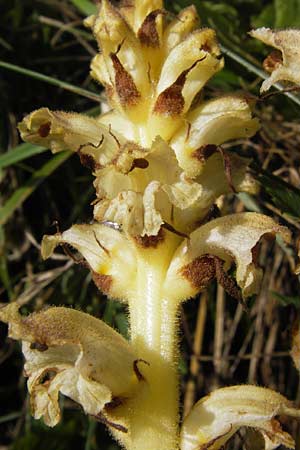 Orobanche reticulata subsp. pallidiflora \ Blassbltige Distel-Sommerwurz / Pale Thistle Broomrape, D Rhön, Ehrenberg 27.7.2013
