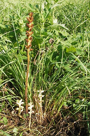 Orobanche reticulata subsp. pallidiflora \ Blassbltige Distel-Sommerwurz / Pale Thistle Broomrape, D Rhön, Ehrenberg 27.7.2013