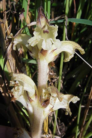 Orobanche reticulata subsp. pallidiflora \ Blassbltige Distel-Sommerwurz / Pale Thistle Broomrape, D Rhön, Ehrenberg 27.7.2013
