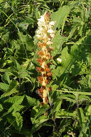 Orobanche reticulata subsp. pallidiflora \ Blassbltige Distel-Sommerwurz / Pale Thistle Broomrape, D Rhön, Ehrenberg 27.7.2013