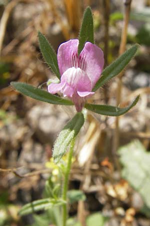Misopates orontium \ Acker-Lwenmaul, Groer Orant / Weasel's-Snout, Lesser Snapdragon, D Gladenbach 17.8.2013