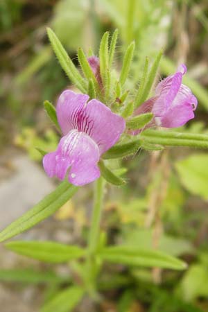 Misopates orontium \ Acker-Lwenmaul, Groer Orant / Weasel's-Snout, Lesser Snapdragon, D Gladenbach 5.7.2014