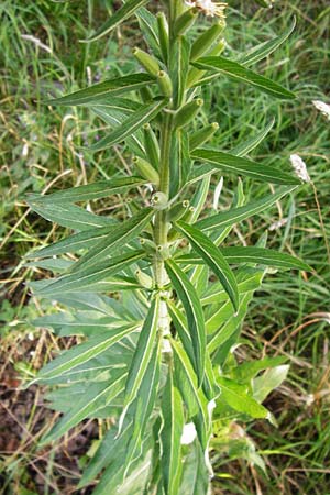 Oenothera spec2 ? \ Nachtkerze / Evening Primrose, D Hanau 26.7.2014