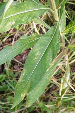 Oenothera spec2 ? \ Nachtkerze / Evening Primrose, D Hanau 26.7.2014