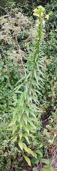 Oenothera spec2 ? \ Nachtkerze / Evening Primrose, D Hanau 26.7.2014