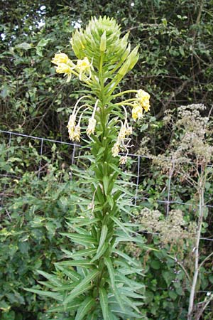 Oenothera spec2 ? \ Nachtkerze / Evening Primrose, D Hanau 26.7.2014