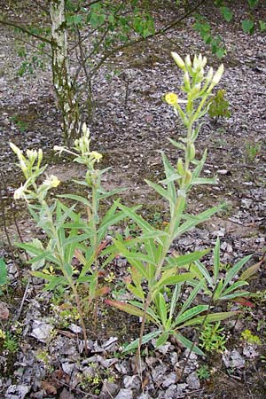 Oenothera spec2 ? \ Nachtkerze / Evening Primrose, D Hanau 26.7.2014