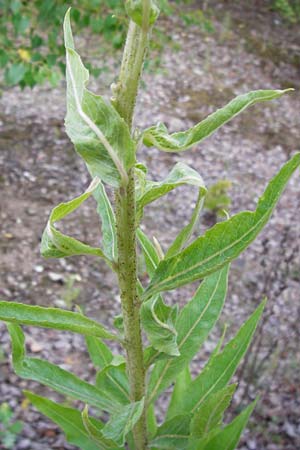 Oenothera spec2 ? \ Nachtkerze / Evening Primrose, D Hanau 26.7.2014