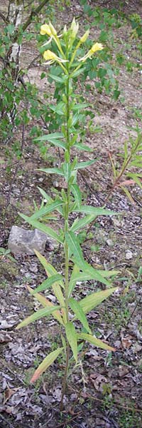 Oenothera spec2 ? \ Nachtkerze / Evening Primrose, D Hanau 26.7.2014