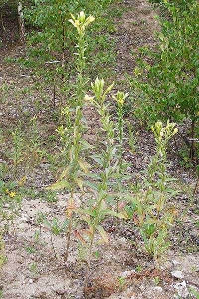 Oenothera spec2 ? \ Nachtkerze / Evening Primrose, D Hanau 26.7.2014
